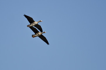 Two Geese Demonstrating Synchronized Flying