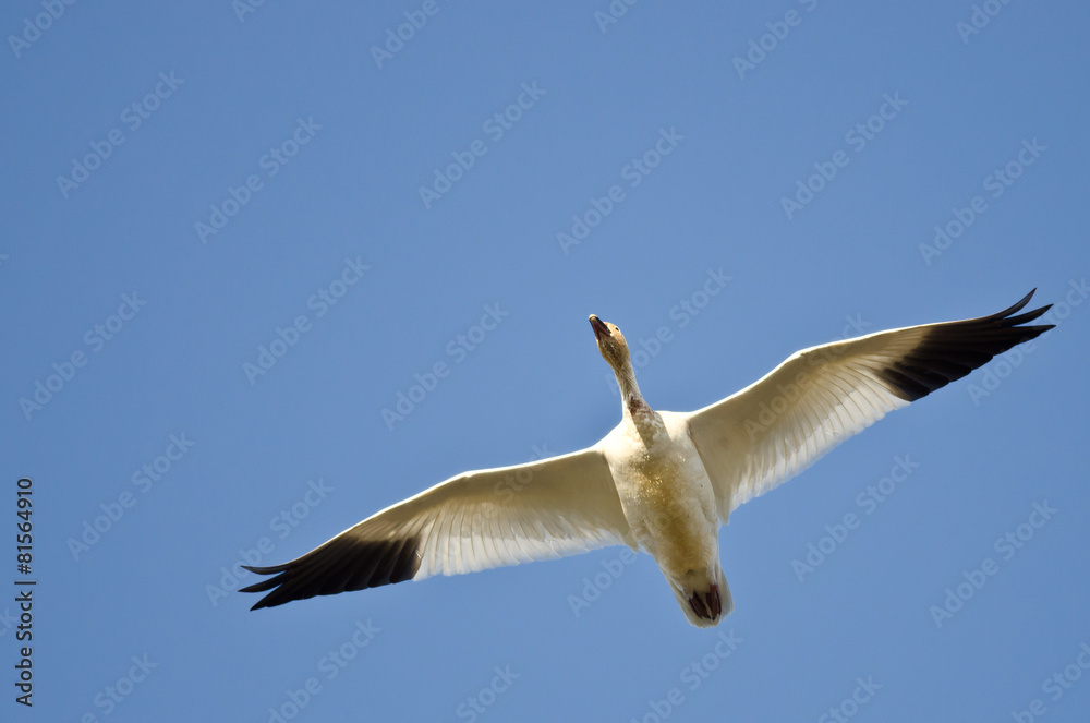 Wall mural Lone Snow Goose Flying in a Blue Sky