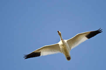 Lone Snow Goose Flying in a Blue Sky