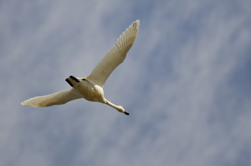 Lone Tundra Swan Flying in a Cloudy Sky