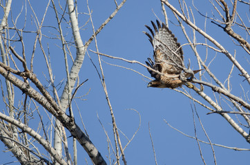 Red-Tailed Hawk Flying Among the Trees