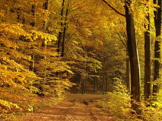 Panele Szklane Podświetlane  słoneczny jesienny las
