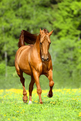 Golden red horse runs trot free in summer time