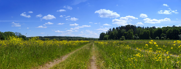 Rural road in village field with yellow flowers near forest