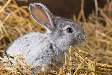 Naklejka premium Rabbit on Dry Grass
