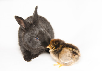 Bacio tra un coniglio ed un pulcino