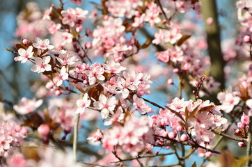 Spring blossom background