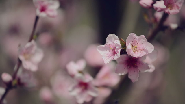 Beautiful Pink Blossoming Peach Flowers on Tree Branch in Spring