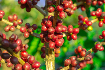 Branch of a coffee tree with ripe fruits