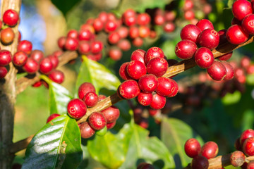 Coffee cherries