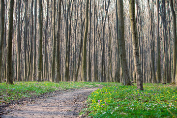 beautiful green forest