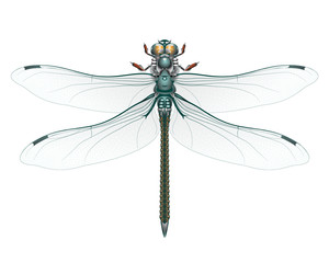 libelle blau