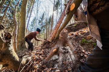 Senior woodcutter trying to take down a sawn tree