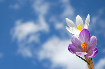 Fototapeta na wymiar sky flower