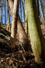 Fototapeta na wymiar Tree sawn in a forest