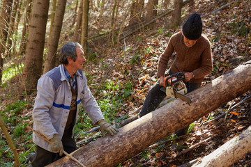 Senior lumberjacks cutting trees