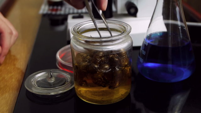 Cicada Specimen Jar at Lab