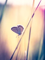 Zelfklevend Fotobehang Vlinder Blauwe vlinder op het gras