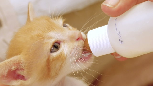 Kitten drinking milk from a bottle