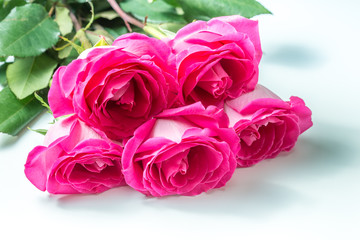 Pink roses