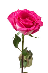 Pink Rose isolated