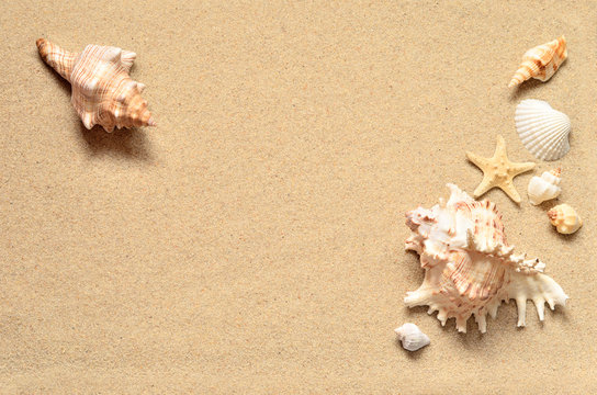 Summer beach. Seashell on the sand.