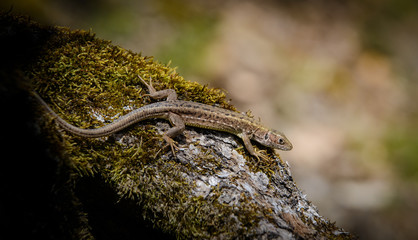Makro Zauneidechse