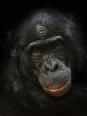 Naklejka premium Bonobo (Pan paniscus)