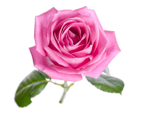 beautiful single pink rose on a white background. top view