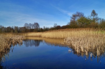 Fototapeta na wymiar Early spring at the pond