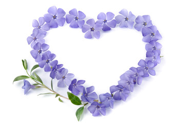 beautiful periwinkles in  shape of heart on white background