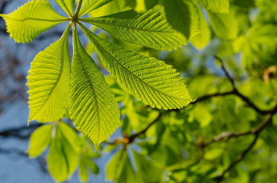 the leaves of the chestnut forest backdrop