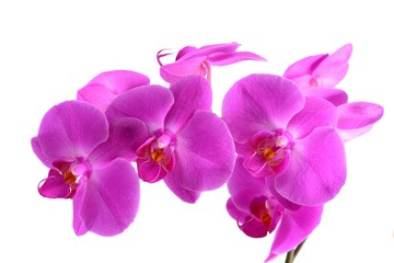 Closeup shot of pink orchid on white background