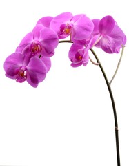 Fototapeta na wymiar Pink orchid with long stalk isolated on white
