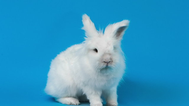 Blue Rabbit Images – Browse 161,158 Stock Photos, Vectors, and Video ...