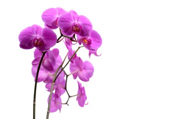 Naklejka na ściany i meble Macro shot of pink orchid isolated on white