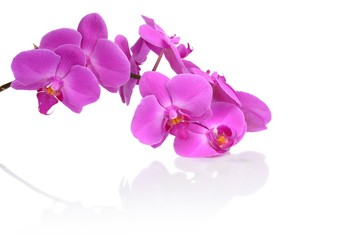 Closeup image pink orchid with reflection isolated on white