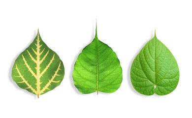 green leaves isolated on white background