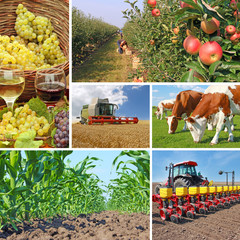 Agriculture collage - food production