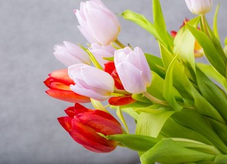 Obraz premium Tulips studio shot
