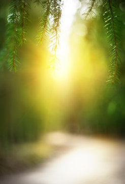 Fototapeta Abstract blurred nature background with sunlight