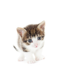 cute kitten on a white background