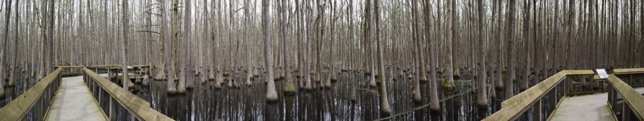 Swamp in Louisiana Purchase State Park, Arkansas - obrazy, fototapety, plakaty