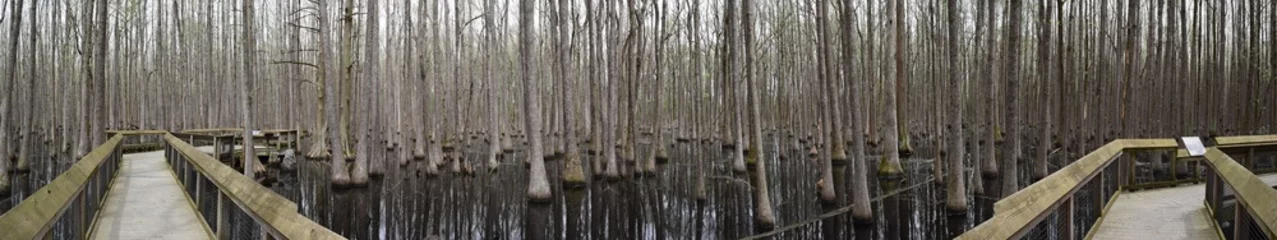 Crédence de cuisine en verre imprimé Printemps Swamp in Louisiana Purchase State Park, Arkansas