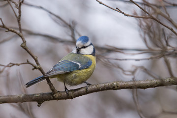 Fototapeta premium Blue Tit sitting on a branch and looking to the side.