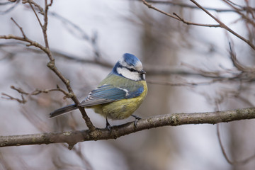 Obraz premium Blue Tit sitting on a branch.