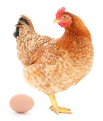 Brown hen with egg.