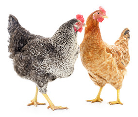 Two hens
