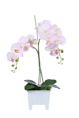 Orchid in white vase