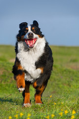 Dog running on green grass with flowers